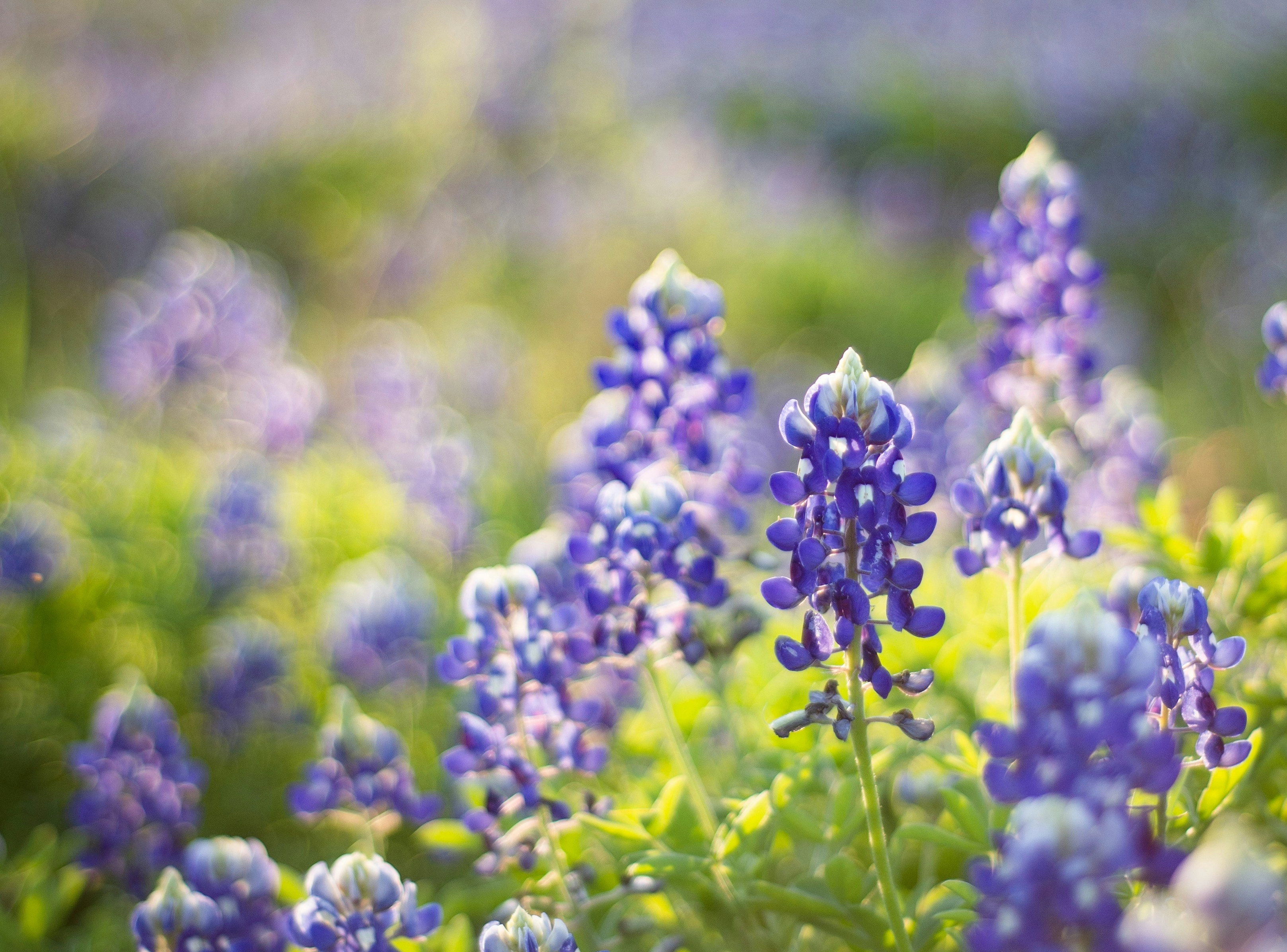 Bluebonnets